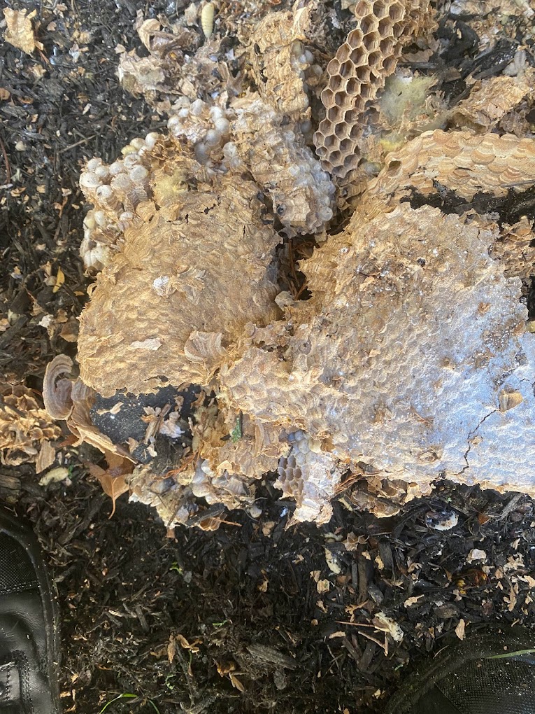 floor crumble of wasp nest