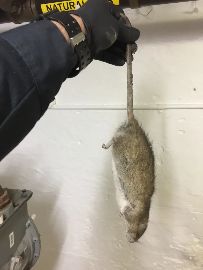 rat #2