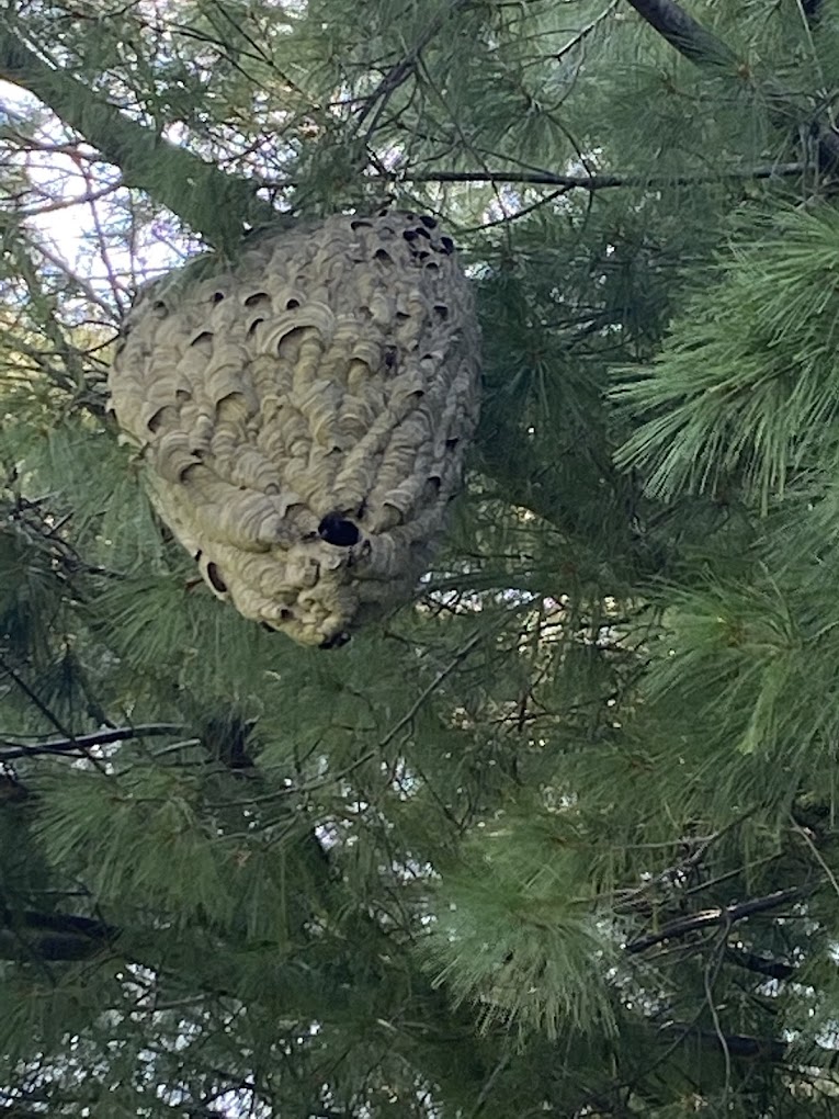 tree wasp nest